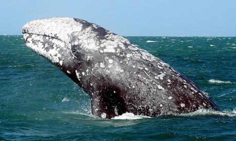 Identify the scientific name of the gray whale.