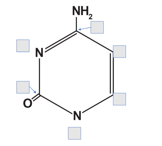<p>Number this cytosine </p>