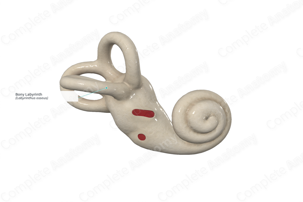 <p>– Semicircular canals</p><p>– Vestibule</p><p>– Cochlea</p>