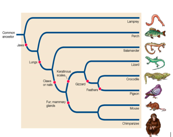 the position of which pair of taxa could be reversed w/o changing the meaning of the tree?

a) crocs and lizards
b) salamanders and lizards
c) crocs and pigeons
d) mouse and pigeons