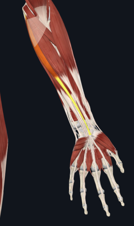 <p>facing palm of hand</p>