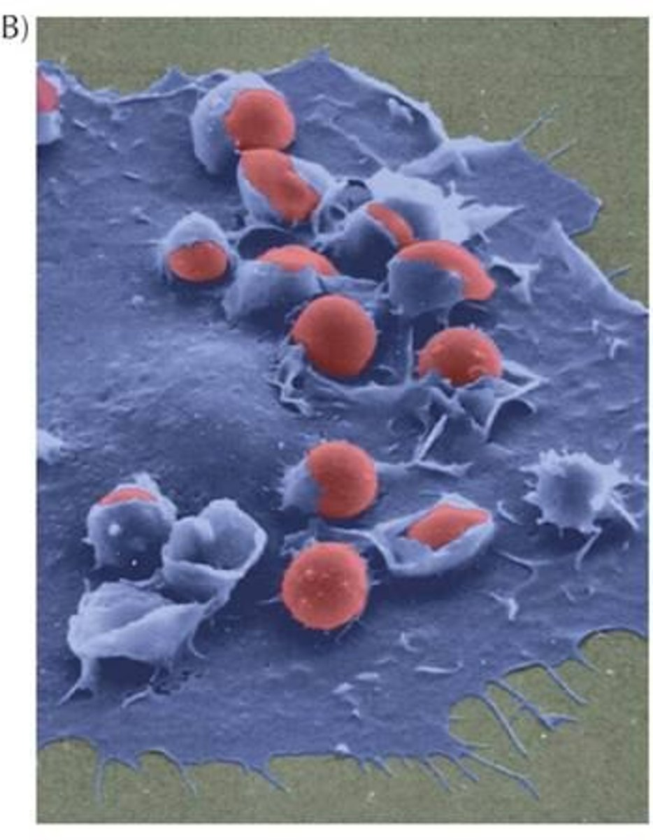 <p>They may undergo apoptosis due to lack of cell-ECM adhesion.</p>