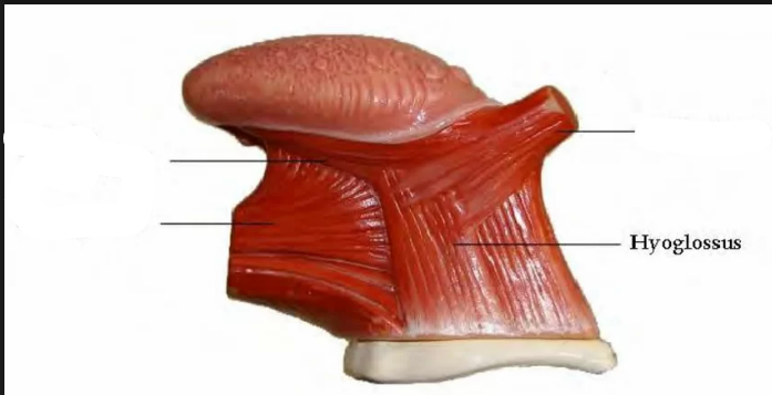 <p>Hyoglossus</p>