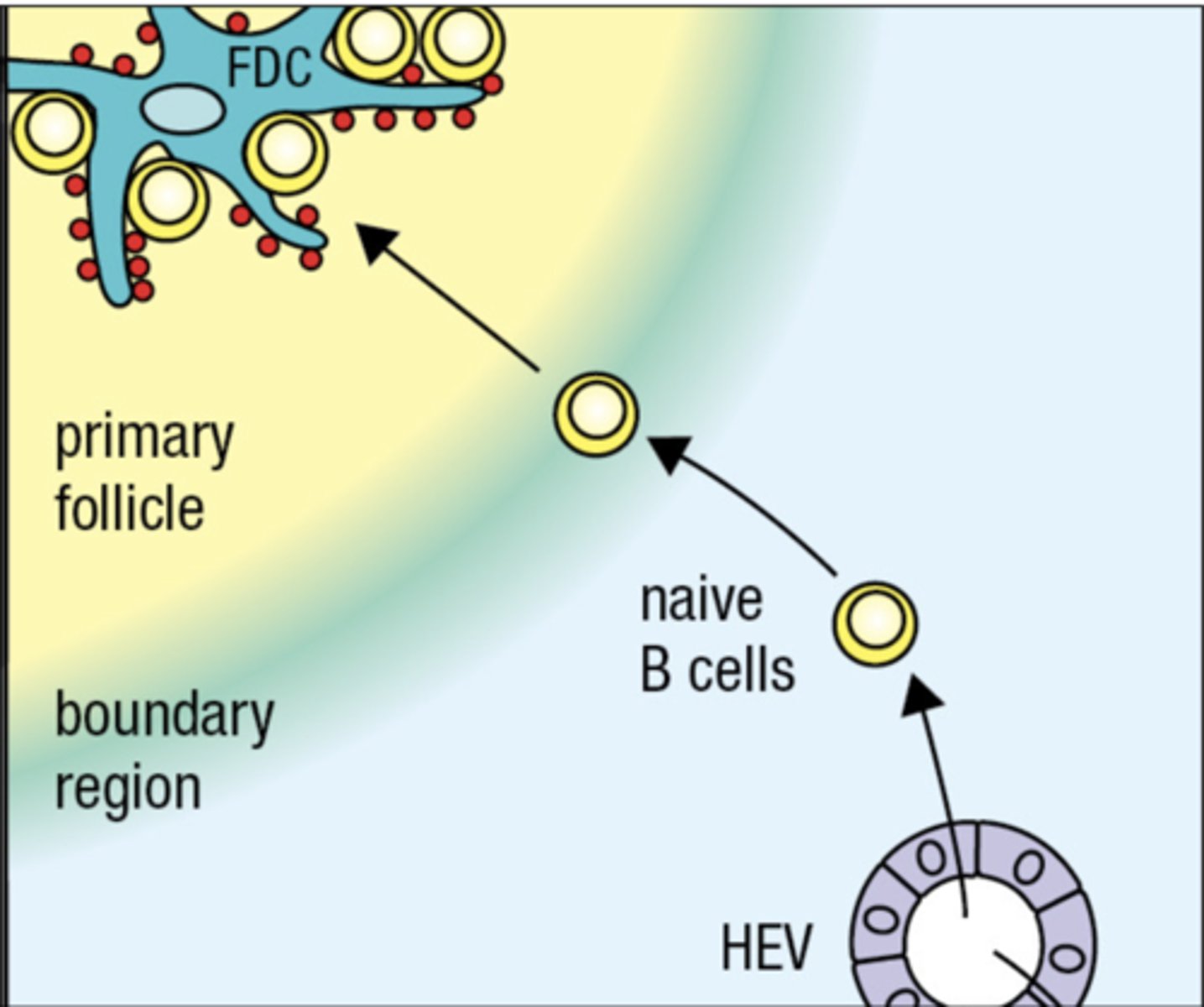 <p>store and display intact antigens to B cells</p><p>"homing of B cell to lymph node"</p>