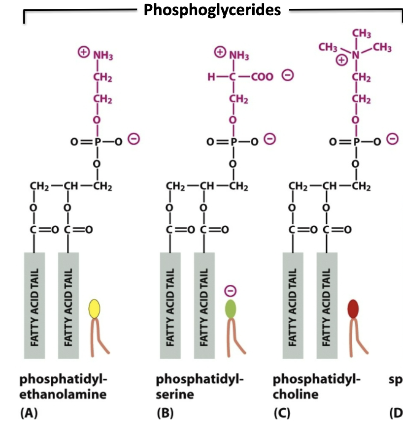 <p>Two fatty acids + glycerol/glycerine + phosphate + polar head group <br><br>THREE TYPES: </p><ul><li><p>Phosphatidylethanolomine: Head is ETHANOL + AMINE; net neutral charge</p></li><li><p>Phosphatidylserine: Head is AMINO ACID SERINE (amine +, carboxyl -, phosphate - = net - charge) </p></li><li><p>Phosphatidylcholine: Head is tertiary amine; net neutral charge </p></li></ul><p></p>