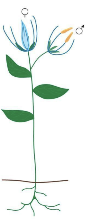 Have __separate male and female flowers__ on the __same plant__ 

* Ex: corn, cucumber, begonia