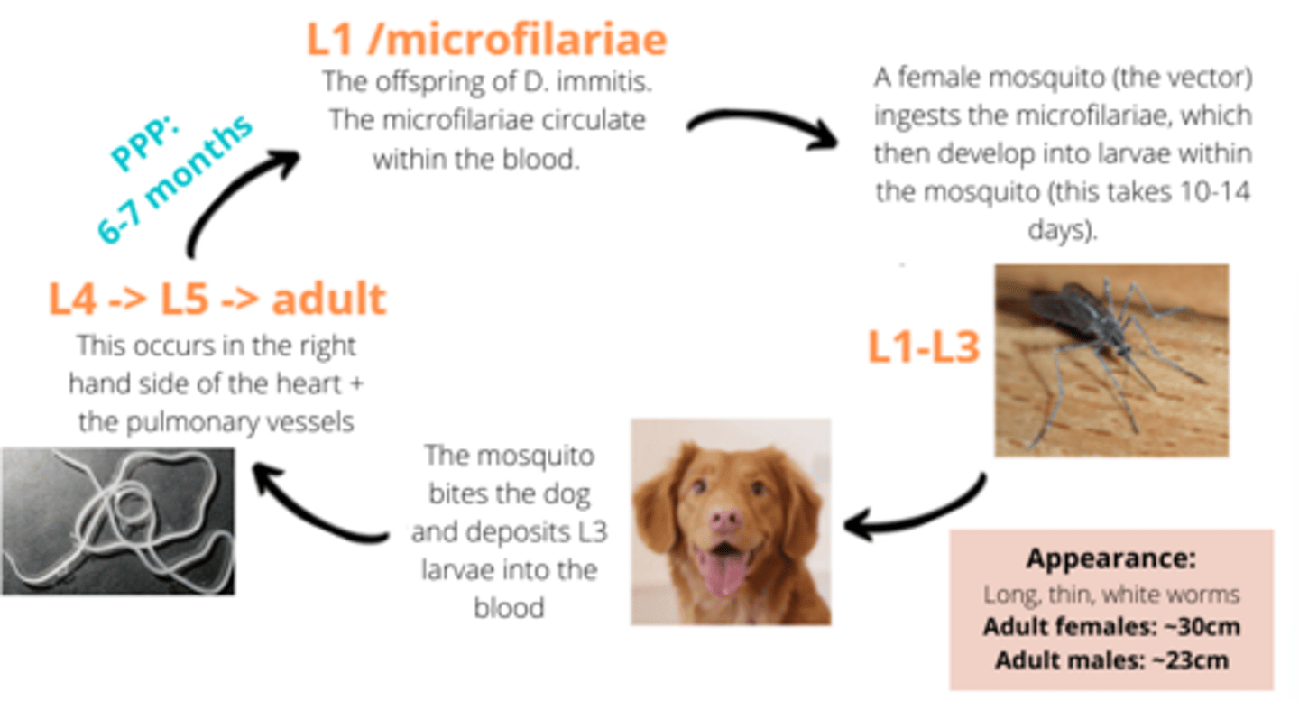 <p>-D. immitis larvae circulate in the blood</p><p>- Female mosquito ingests microfilare which then develop into larvae in mosquite</p><p>- mosquito bites dogs and deposits L3 larvae into blood</p><p>- l4-l5 in the right side of the heart where egss are layed and then may circulate</p>