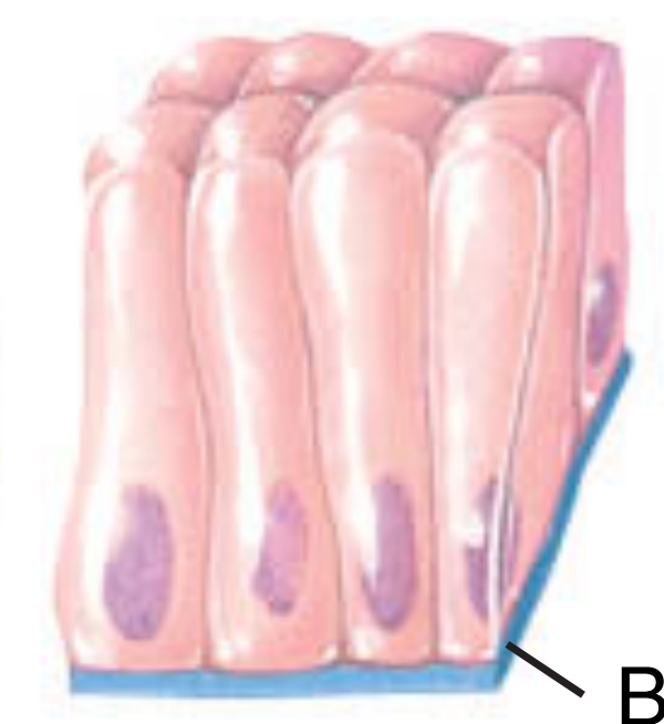 <p>this cell shape column-shaped and is much taller than it is wide; it protects underlying tissues and their apical surface have cilia or microvilli</p>