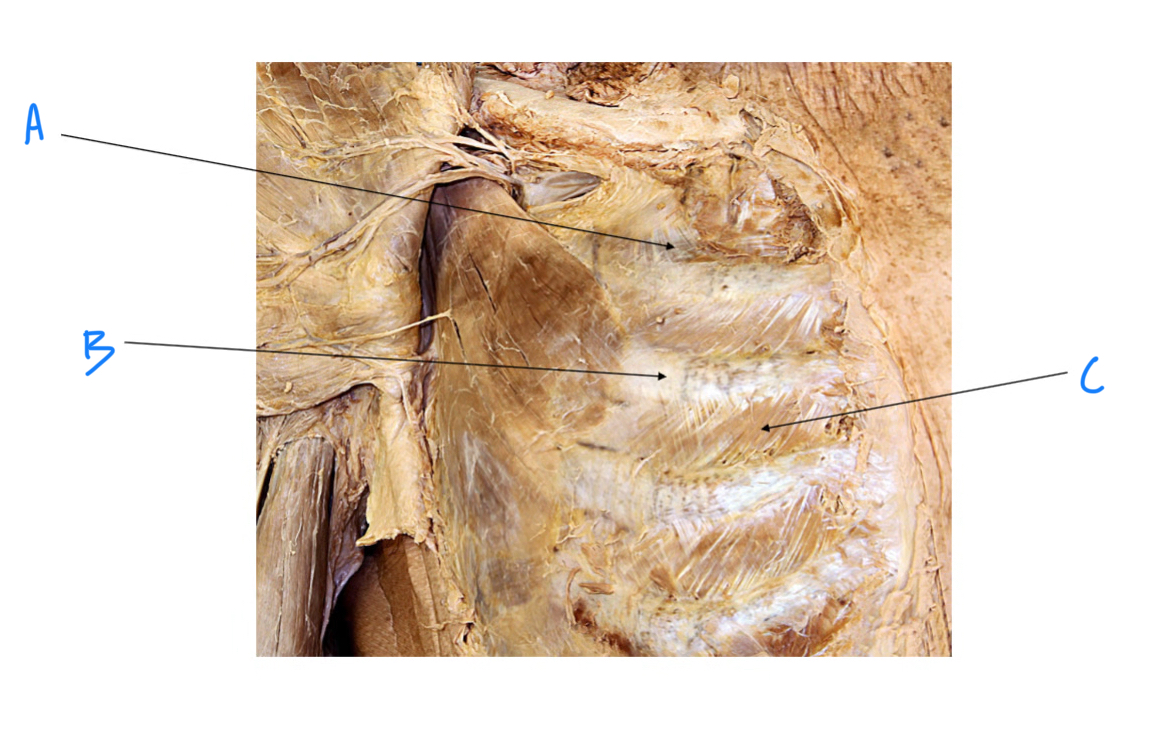 <p>C. Identify</p>