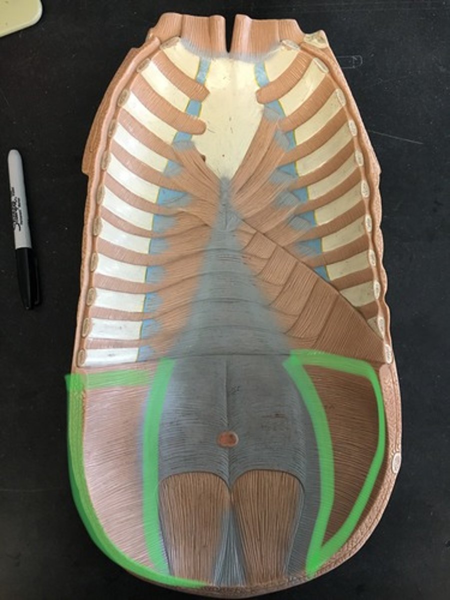 <p>Below external oblique; horizontal striations.</p>