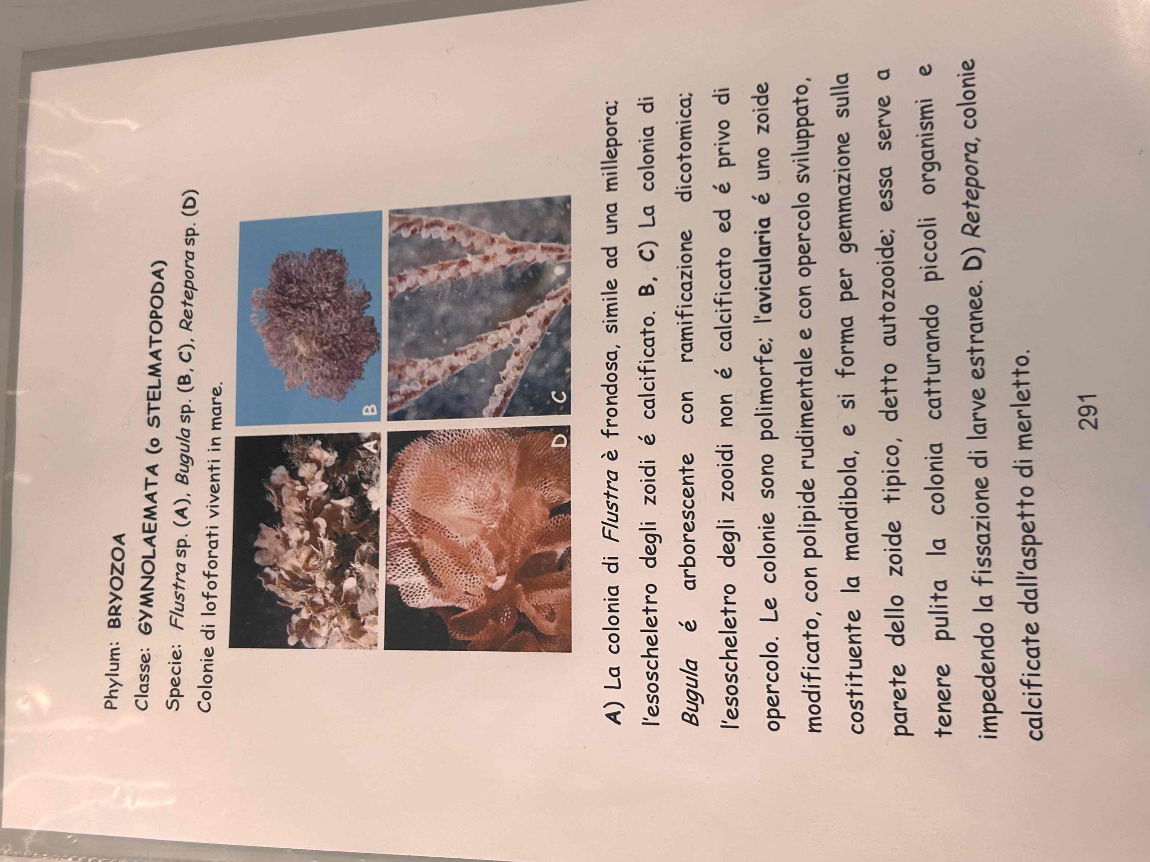 <p>Lofofori</p><p>Bryozoa</p><p>Bugula sp</p>