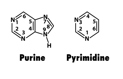 <p>PURAG- purine is A and G, pyrimidines are C and T</p><p>purines have 2 ring shapes, pyrimidines have 1. </p>