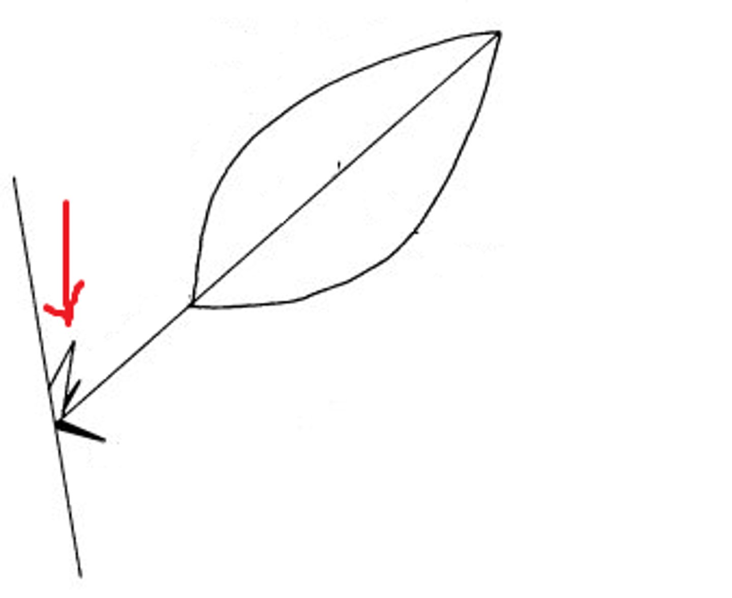 <p>what part of the leaf is this?</p>