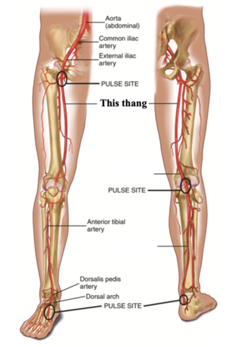 <p>The major artery that supplies the leg with blood; found in the thigh</p>
