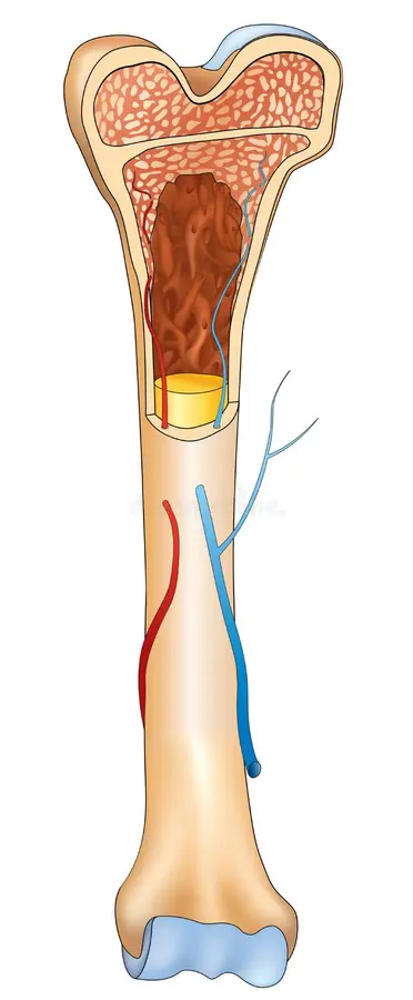 <ul><li><p>longer than they are wide and serve as a lever</p></li><li><p>Made up of diaphysis, epiphysis, and epiphyseal plate</p></li></ul><p></p>