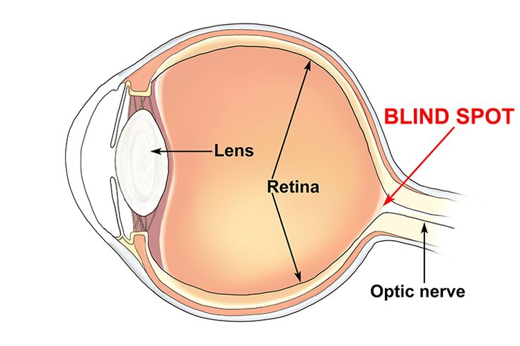<p>the point at which the optic nerve leaves the eye, creating a "blind" spot because no receptor cells are located there</p>