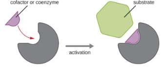 <p>Increases enzyme’s activity - coenzymes & cofactors</p><ul><li><p>changes enzyme’s shape so it works faster</p></li><li><p>helps enzyme bind to substrate</p></li></ul><p></p>