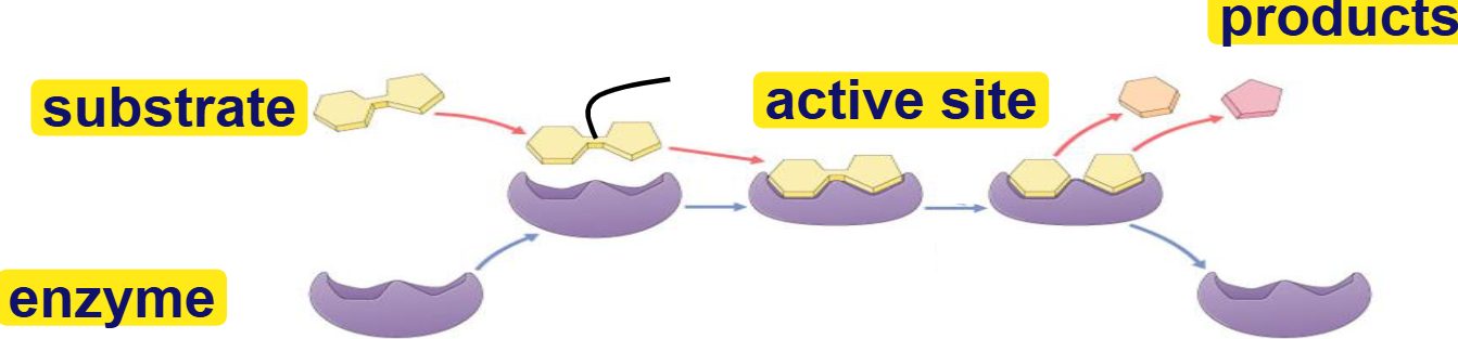 <p>substrate</p>