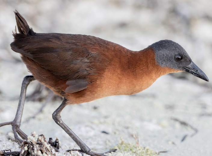 <p>What bird is this?</p>