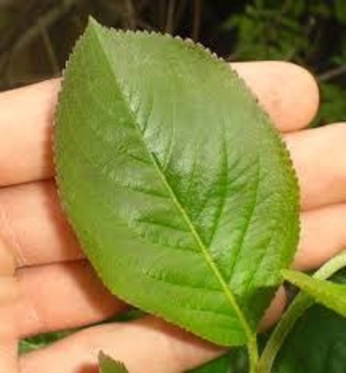 <p>Widest in the middle</p>