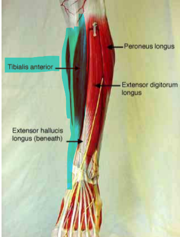 <p>Tibialis Anterior</p>