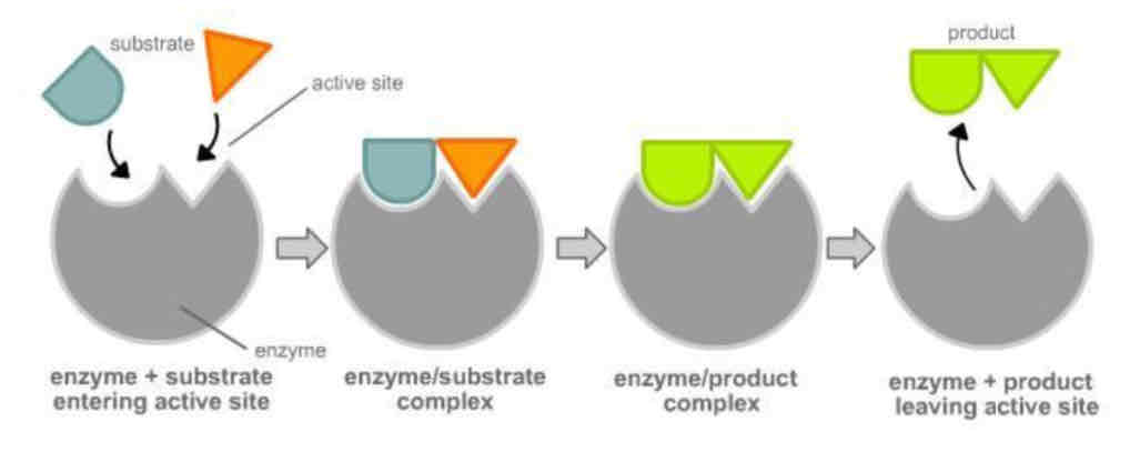 <ol><li><p>Enzyme’s active site has a <strong>specific</strong> shape</p></li><li><p>Substrate is <strong>complementary</strong> to active site</p></li><li><p>Forms <strong>enzyme-substrate complex</strong></p></li><li><p>Enzyme lowers <strong>activation energy</strong> needed for reaction</p></li><li><p><strong>Products</strong> are released</p></li></ol><p>An example of an <strong>anabolic reaction</strong> is shown above.</p>