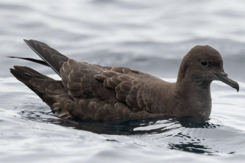 <p>Pelagic ocean waters</p>