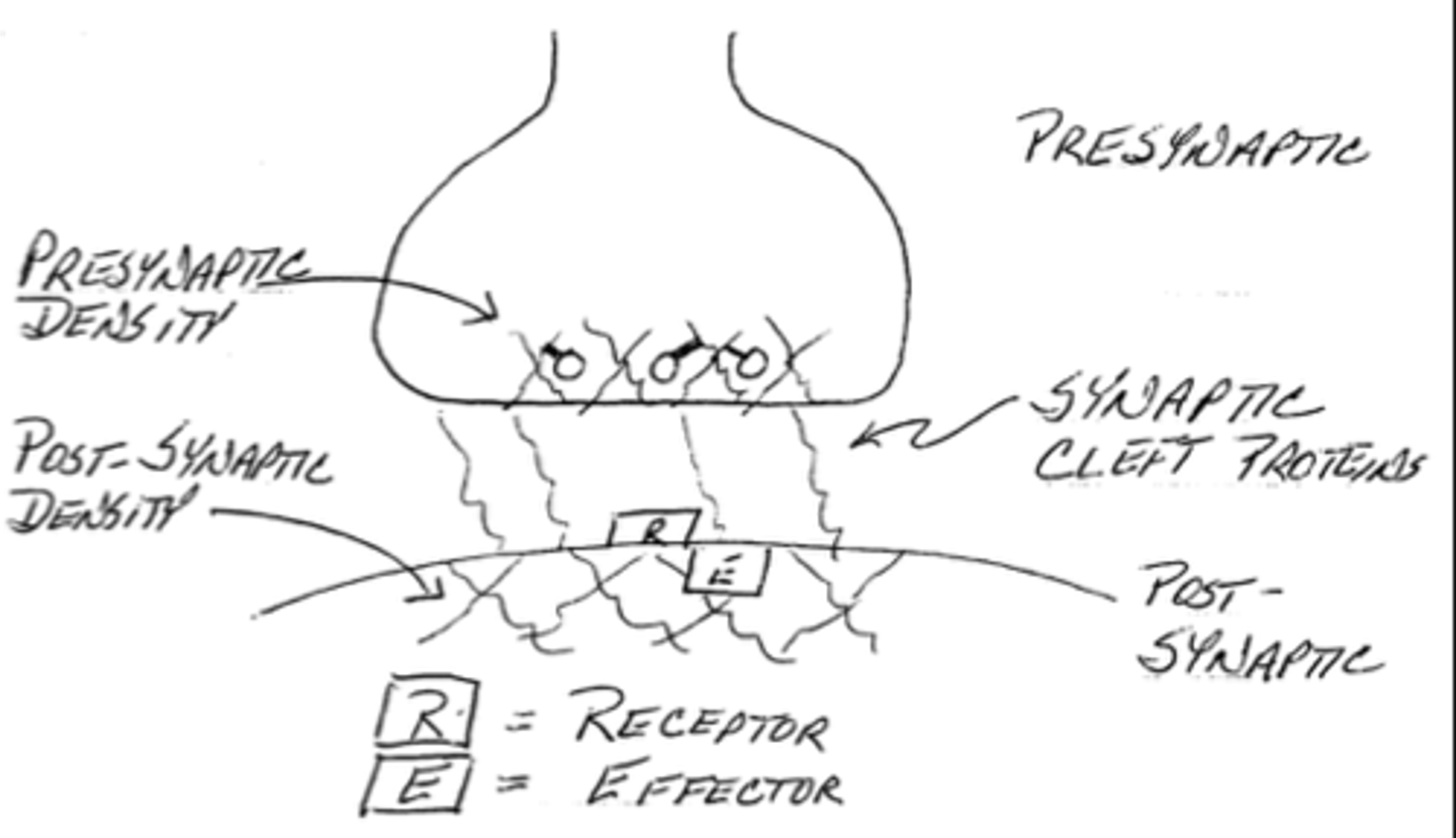 <p>post-synaptic density</p>