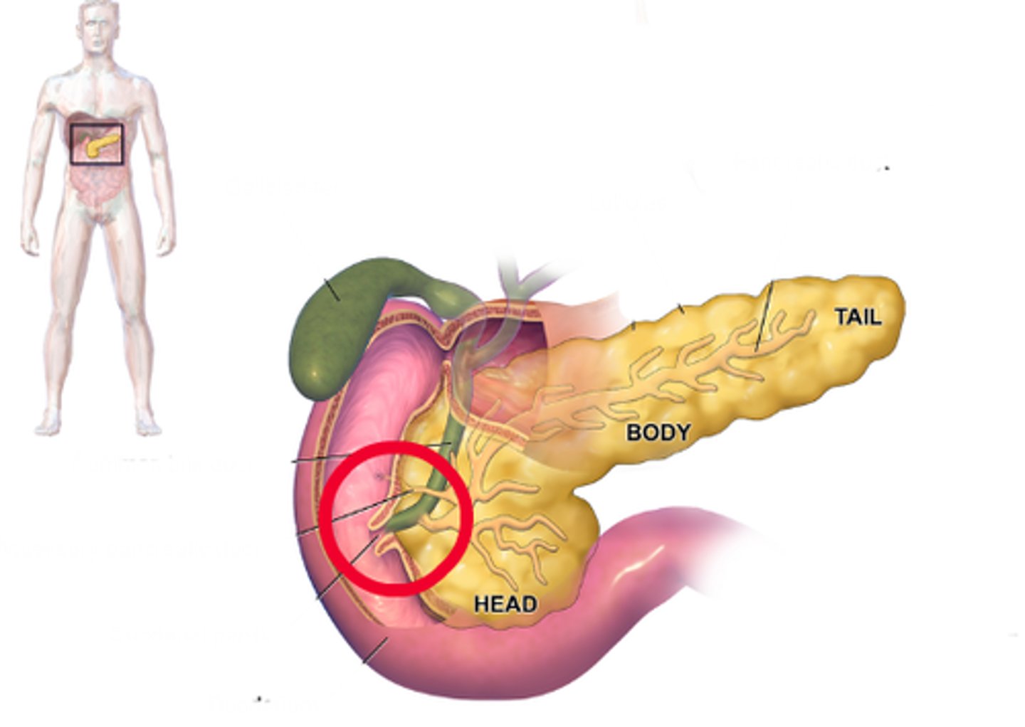<p>Name this finger-like projection in the duodenum where secretions from the bile duct and pancreatic duct enter.</p>