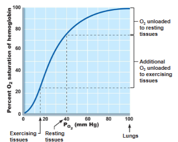 <p>The plateau of the curve (at PO₂ ~70–100 mmHg) shows that hemoglobin remains highly saturated with oxygen even if oxygen levels drop slightly.</p>