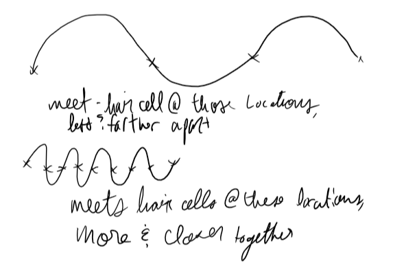 the base of the cochlea (where coil starts) hears higher frequency sounds and the apex (center) hears lower frequency. there is an overrepresentation of biologically relevant vibration ranges (the range where the voice falls)

we can hear 20,000hz (20000 oscillations in a second) but we can’t fire 20000 AP in a second 

Volley theory: when we get AP that are seperated temporally (wave have to travel down cochlea) we can get info that tells us about perceived pitch