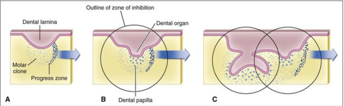 <p><strong><span style="font-family: Times New Roman, serif">in the dental lamina, at a location where a tooth is forming, the cells under this tooth know to become a molar. Once the cells differentiate into a molar, these cells pass this information along to another cell. This cell receives this information and differentiates into a molar, this molar cell passes information to another cell and that cell differentiates into a molar cell. The last molar cell stops sending signals for molar differentiation because the cell knows that there is a set number of molars.</span></strong></p>