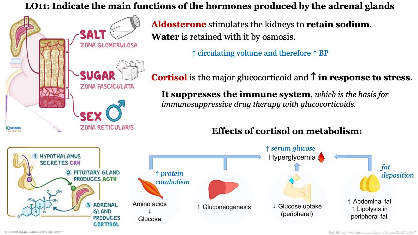 1. hypothalamus secretes CRH
2. pituitary gland produces ACTH
3. adrenal gland produces cortisol