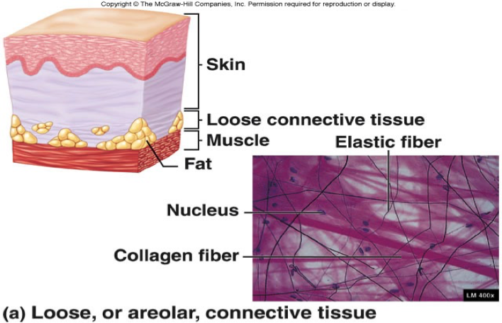 <p>Loose (areolar) connective tissue</p>