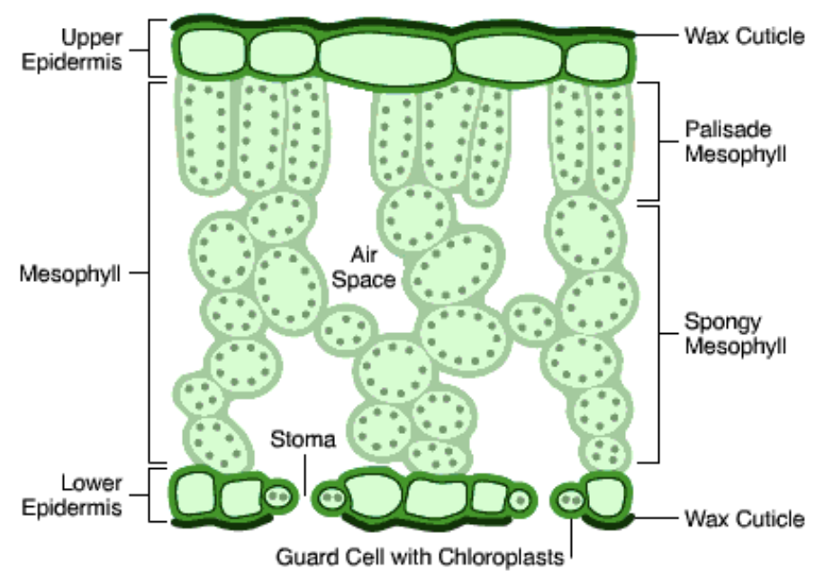 <ul><li><p>cuticle</p></li><li><p>upper epidermis</p></li><li><p>palisade mesophyll</p></li><li><p>spongy mesophyll</p></li><li><p>lower epidermis</p></li><li><p>cuticle</p></li><li><p>guard cells and stomata</p></li></ul><p></p>