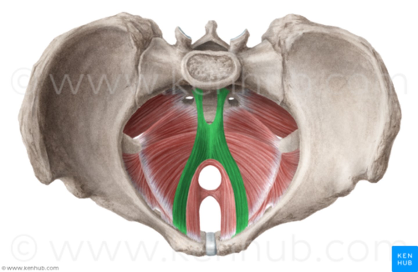 <p>muscle that makes up the levator ani along with the iliococcygeus and puborectalis: maintains position of pelvic viscera</p>