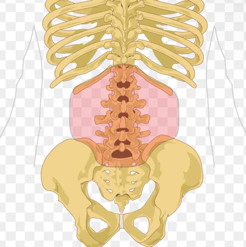 <p>a posterior region related to the lower back, specifically the region between the ribcage and the pelvis</p>