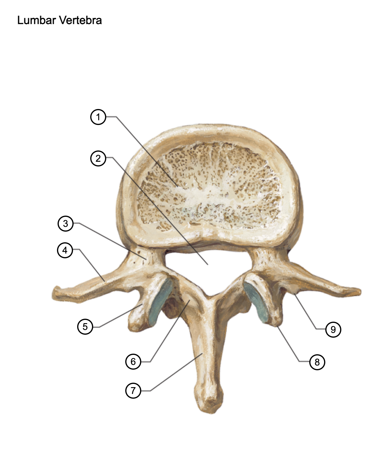<p>9</p>