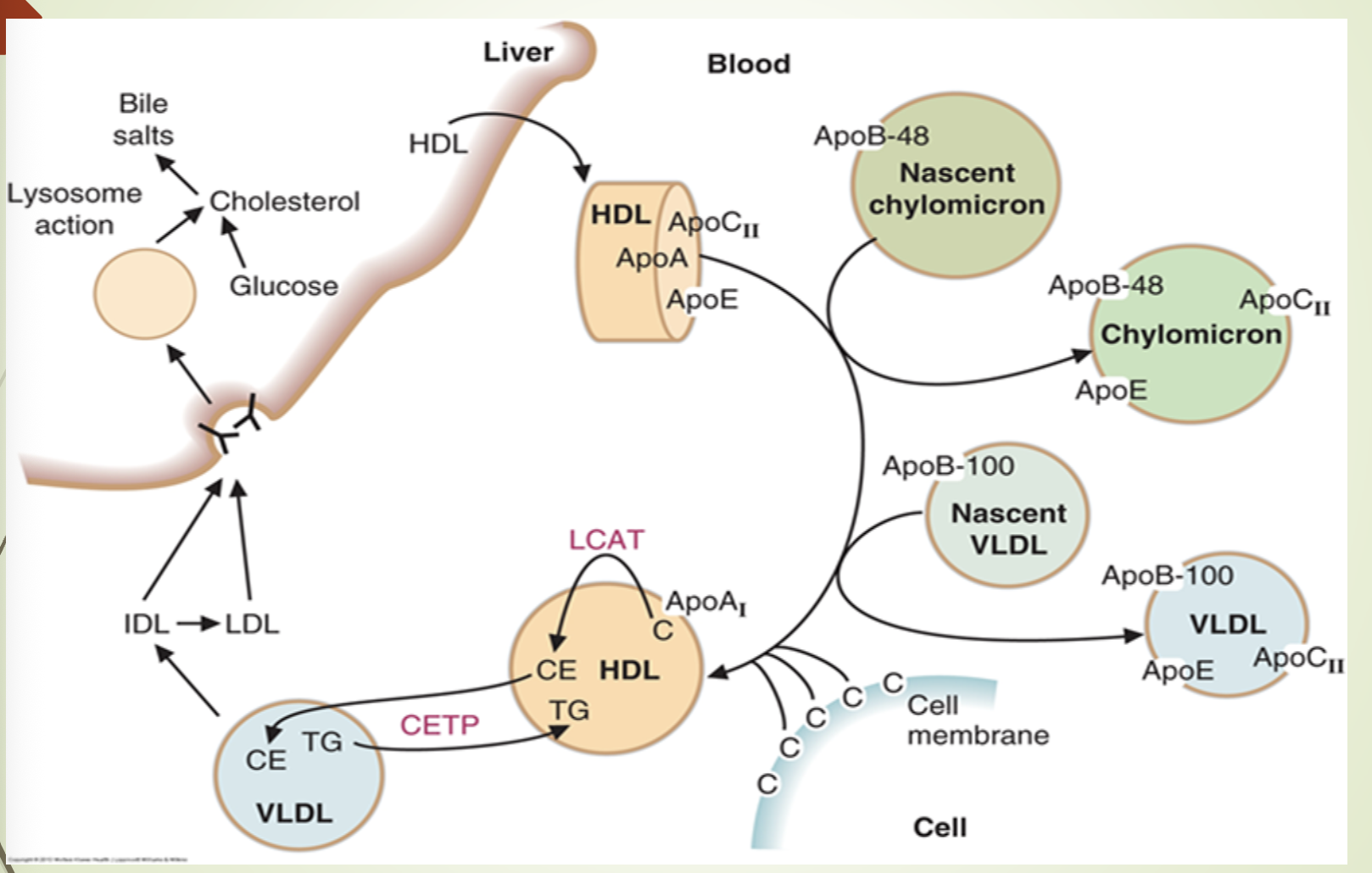 <ul><li><p><span>HDL binds hepatocytes via </span><strong><span>SR‑B1.</span></strong></p></li><li><p><span>Releases cholesterol esters </span><strong><span>without endocytosis.</span></strong></p></li><li><p><span>SR‑B1 </span><strong><span>upregulated</span></strong><span> when cholesterol demand is high.</span></p></li><li><p><span>HDL exchanges ApoC and ApoE with chylomicrons, VLDL, and IDL.</span></p></li><li><p><span>SR‑B1 is multifunctional </span></p></li></ul><p></p>