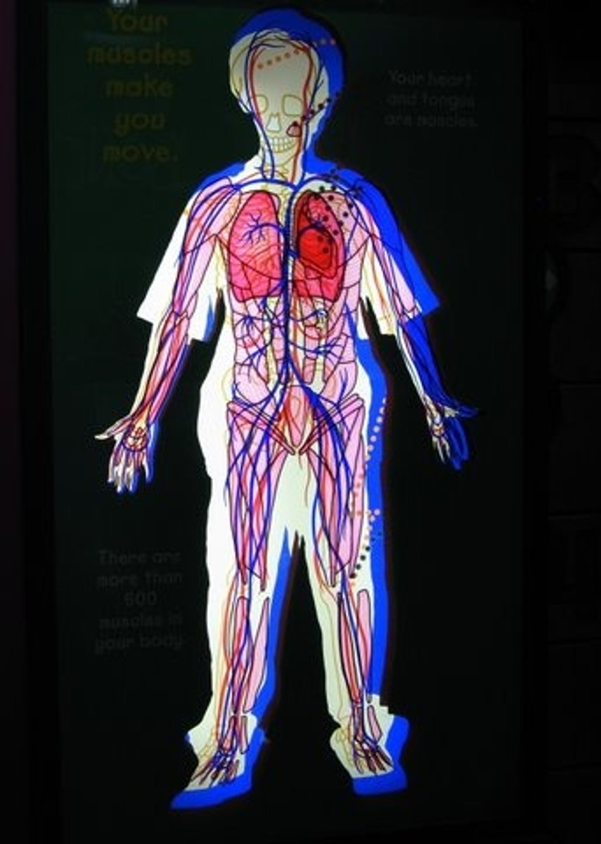 <p>Larger than pulmonary system. Consists of arteries arterioles, capillaries, venules and veins.</p>