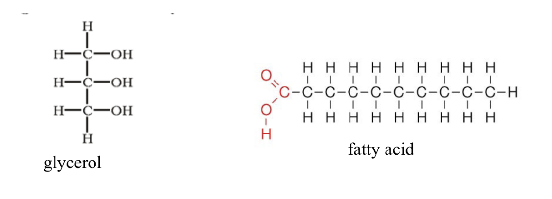 <ul><li><p>Type of fat</p></li><li><p>Aka triacylglycerol</p></li><li><p>Consists of a glycerol bonded to 3 fatty acids</p></li></ul>