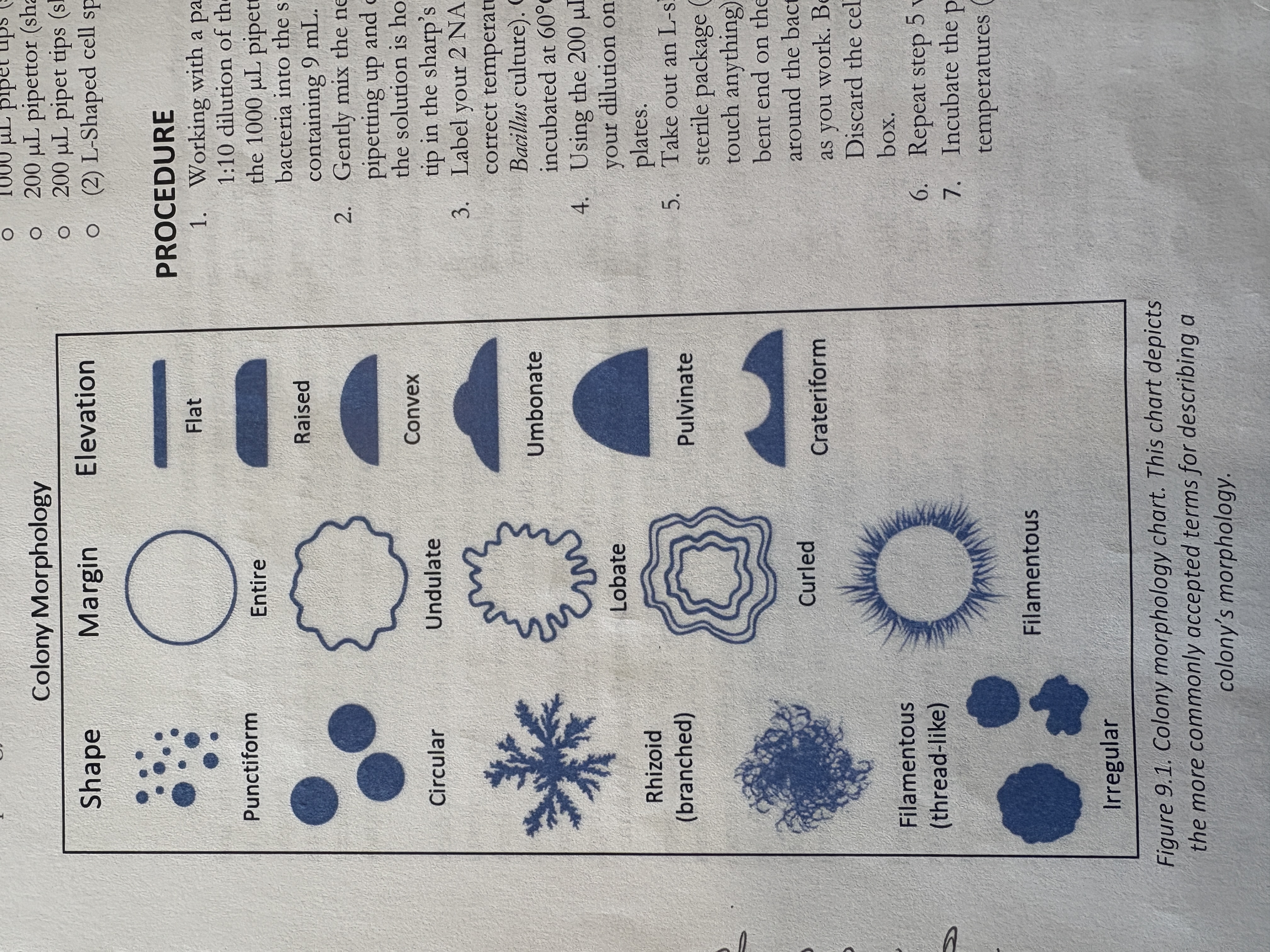 <p>entire, undulate, lobate, curled, filamentous</p>