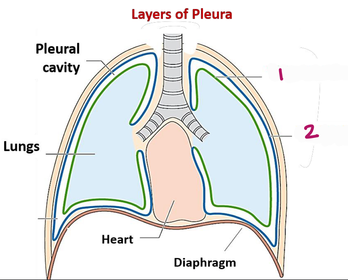 <p>Label figure 2. </p>