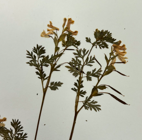 <p>Papaveraceae</p><p><em>Corydalis</em></p>