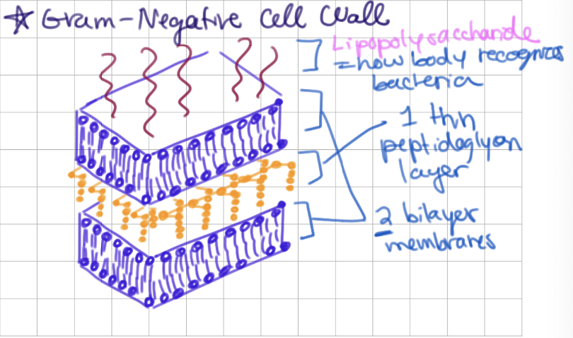 <p>2 bilayers + thin peptidoglycan layer</p><p>-</p><p>contains <u>lipopolysaccharide</u></p>