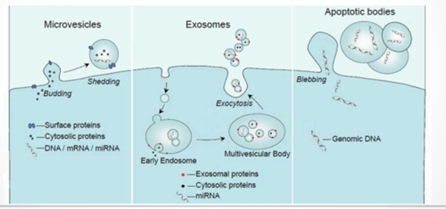 <p>WHAT ARE EXTRA CELLULAR VESICLES?</p><p>Lipid bi-layer vesicles critical for cellular communication</p><p>Released from lots of different kinds of cells - plants, nematodes, mammalian, microbes</p><p>Can not replicate</p><p>Carry proteins, nucleic acids, metabolites, organelles</p><p>Initially thought to be a way the cell got rid of trash</p><p>3 types </p><p>Microvesicles</p><p>Exosomes</p><p>Apoptotic bodies</p><p>WHAT IS IN AN EV?</p><p>Proteins</p><p>Nucleic acids</p><p>Lipids</p><p>HOW ARE EVs RECEIVED BY OTHER CELLS</p><p>Phago/pinocytosis</p><p>membrane fusion </p><p>Scientists still don’t fully understand EVs</p>