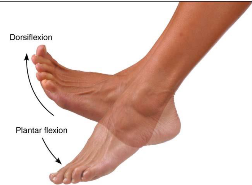 <ul><li><p>Movement permitted by synovial joint</p></li></ul><p></p>