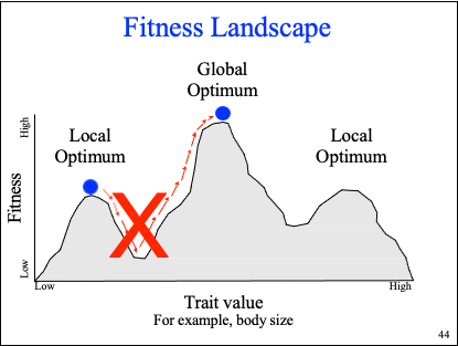 <p>fitness v trait value</p><p>can go from a peak to valley, or vice versa, but never straight from peak to peak/valley to valley</p>