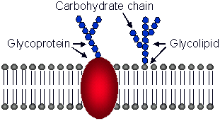 <p>They both have a carbohydrate chain attached.</p>