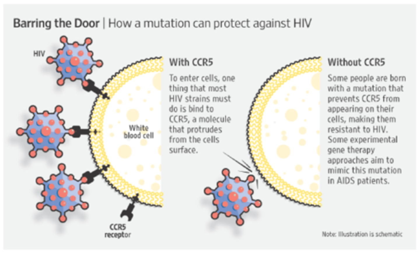 <p>- Bind to cell surface receptors on host cells</p><p>- e.g. CCR5 gene and HIV/AIDS</p>